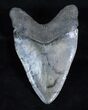 Inch Megalodon Tooth - Interesting Patterns #3922-1